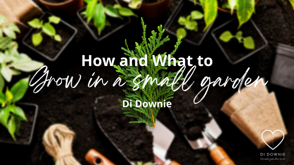 How and What to Grow in a small garden