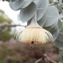 Rose Mallee Eucalyptus